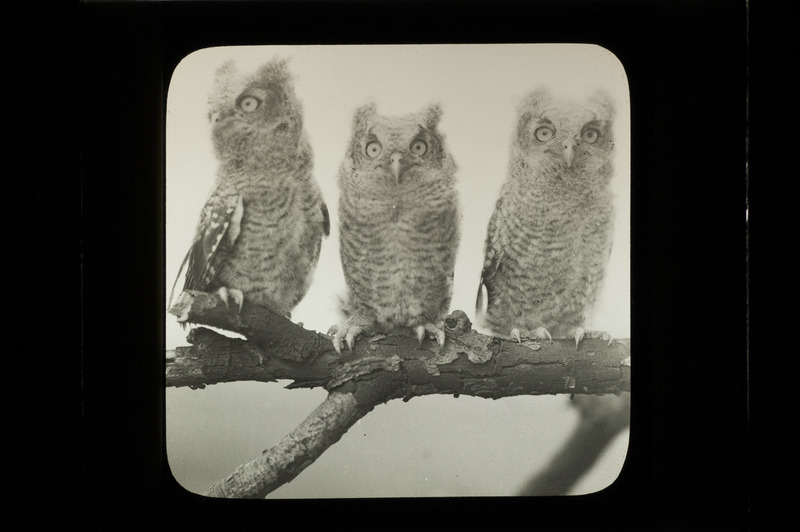 Three young Screech Owls, approximately four weeks old, perching on a tree branch before leaving the nest, May 24, 1933. The young owls were from a nest in hollow soft maple tree located five miles north of Ogden. Slide originally titled "Three Young Screech Owls." Rosene provides details on photograph.