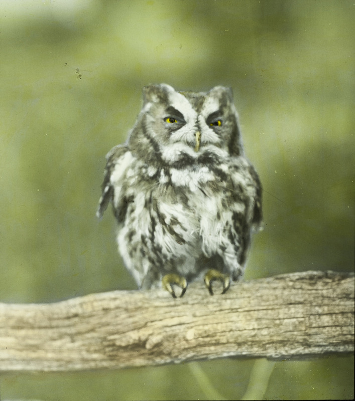 A young Screech Owl perching on a tree branch, November 8, 1931. Slide originally titled "One Young Screech Owl." The lantern slide is hand-colored.