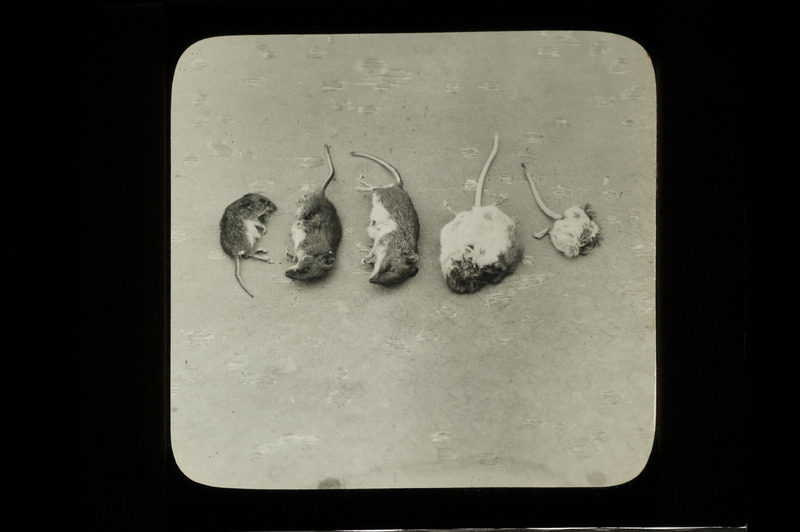 Five dead mice found in a Screech Owl nest, May 10, 1933. Slide originally titled "Mice from Screech Owl Nest." Rosene provides details on photograph.