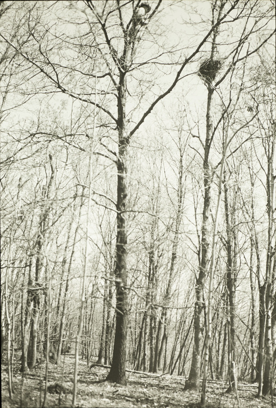 Otto D. Braker inspecting a Cooper's Hawk nest containing two eggs from an adjacent tree, May 1, 1932. Slide originally titled "Horned Owl's Nest." Rosene provides details on photograph.