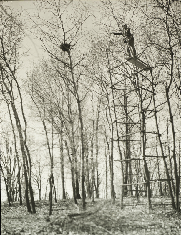 Walter Rosene at the top of an observation tower, located in Litchfield Woods, investigating a Great Horned Owl nest, May 1, 1932. Slide originally titled "Horned Owl's Nest (observation post)." Rosene provides details on photograph.