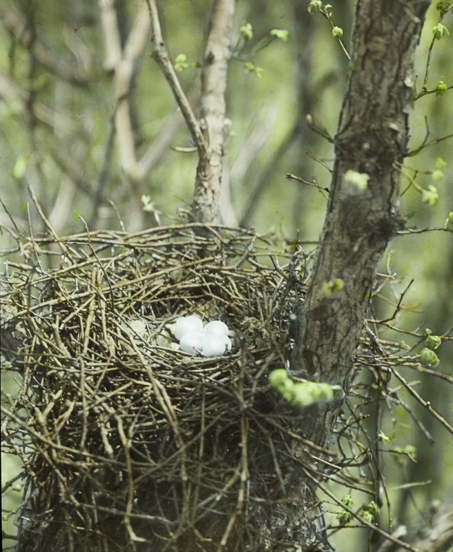 A Horned Owl nest containing four eggs. Slide originally titled "Horned Owl's Nest." The lantern slide is hand-colored.