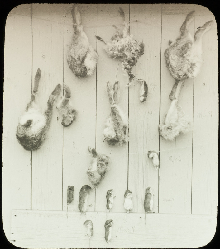 The contents found in a Great Horned Owl nest located in an elm tree at Beaver Creek, including mice, rabbit, pigeon, and vole, March 4-13, 1934. Slide originally titled "Food from Horned Owl's Nest." Rosene provides details on photograph.