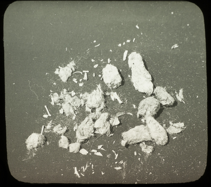 Several owl pellets of multiple shapes and sizes. Slide originally titled "Owl Pellets."