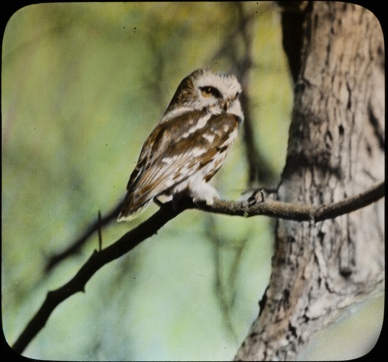 A Saw-whet Owl perching on a tree branch near the North Bridge, Ogden, February 11, 1934. Slide originally titled "Saw Whet Owl." The lantern slide is hand-colored. Rosene provides details on photograph.