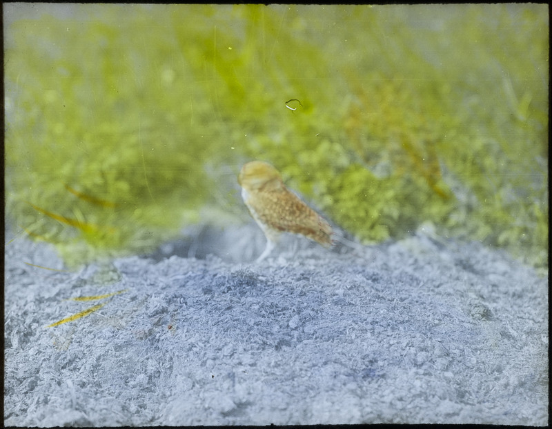 A Burrowing Owl standing on the ground by a burrow near Paton, June 26, 1928. Slide originally titled "Burrowing Owl." The lantern slide is hand-colored. Rosene provides details on photograph.