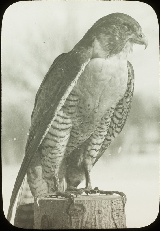 A mounted specimen of a Peregrine Falcon placed outside, January 28, 1923. Slide originally titled "Peregrine Falcon." Rosene provides details on photograph.