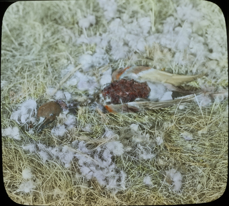 The remains of a Pintail Duck that was killed and partially eaten by a Duck Hawk, March 30, 1930. Slide originally titled "Horned Owl Kill." The lantern slide is hand-colored. Rosene provides details on photograph.