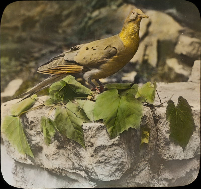 A mounted specimen of a Passenger Pigeon placed outside. Slide originally titled "Mourning Dove." The lantern slide is hand-colored. Rosene provides details on lantern slide.