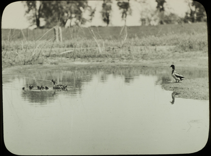 A pair of Mallards with eight ducklings by water on the Mansfield farm near Pilot Mound, May 27, 1936. Slide originally titled "Mallard Ducks with Young." Rosene provides details on photograph.