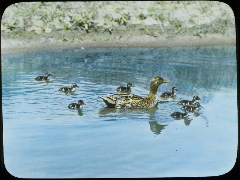 A Mallard hen swimming with eight ducklings on the Mansfield farm near Pilot Mound, May 27, 1936. Slide originally titled "Mallard Ducks with Young." The lantern slide is hand-colored. Rosene provides details on photograph.