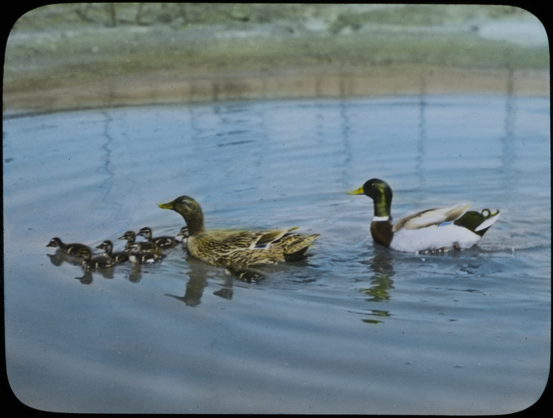 A pair of Mallards swimming with eight ducklings on the Mansfield farm near Pilot Mound, May 27, 1936. Slide originally titled "Mallard Ducks with Young." The lantern slide is hand-colored. Rosene provides details on photograph.