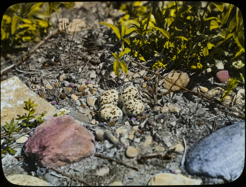 A Killdeer nest containing four eggs, located among the pebbles near the shore of Stump Lake, North Dakota, June 20, 1924. Slide originally titled "Killdeer nest with Eggs." The lantern slide is hand-colored. Rosene provides details on photograph. These items are related to Rosene's journal: https://n2t.net/ark:/87292/w9jd4pp05.