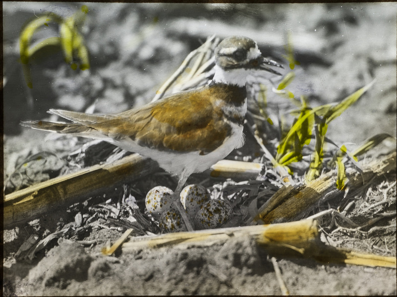 A Killdeer standing by a nest containing four eggs on a farm near Beaver, July 6, 1927. Slide originally titled "Killdeer on Nest." The lantern slide is hand-colored. Rosene provides details on photograph.