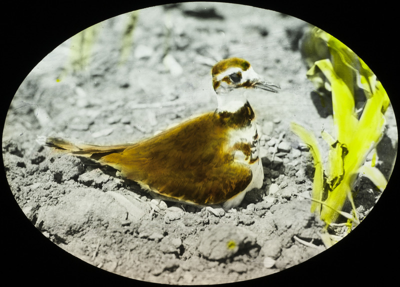 A Killdeer brooding her four eggs in a nest located by a hill of corn, July 4, 1927. Her wings are spread out in order to cover the large eggs. Slide originally titled "Killdeer on Nest." The lantern slide is hand-colored. Rosene provides details on photograph.