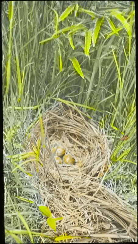 A Bobolink nest containing three eggs, located in the Dunlop wild hay meadow, June 19, 1926. Slide originally titled "Bobolink Nest with Eggs." The lantern slide is hand-colored. Rosene provides details on photograph.