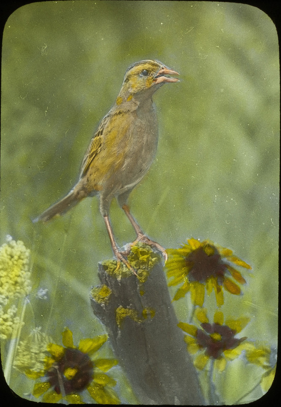 A female Bobolink perching on tree stump among the brown-eyed Susan and wild carrot, July 4, 1926. Slide originally titled "Female Bobolink." The lantern slide is hand-colored. Rosene provides details on photograph.