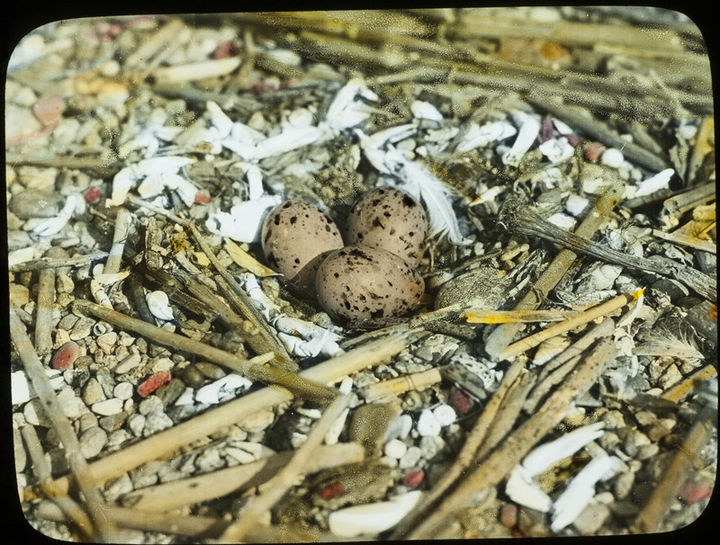 A Forster's Tern nest containing three eggs, located on a small rocky island near Pelican Island on Leech Lake, Minnesota, July 25, 1926. Slide originally titled "Forster's Tern Nest." The lantern slide is hand-colored. Rosene provides details on photograph.