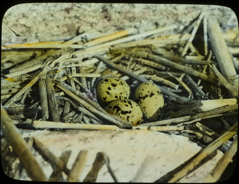 A Forster's Tern nest containing three eggs, built between two rocks and made of bulrushes. The nest was located on a small rocky island near Pelican Island on Leech Lake, Minnesota, July 25, 1926. Slide originally titled "Forster's Tern Nest." The lantern slide is hand-colored. Rosene provides details on photograph.