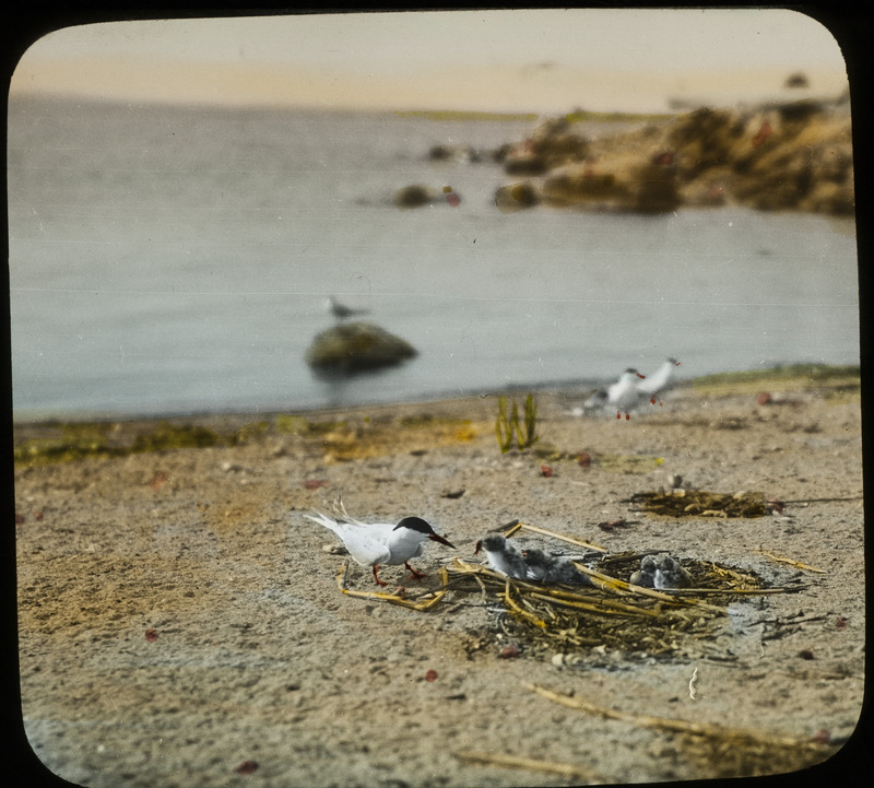 A Forster's Tern feeding a young chick a minnow by the nest on the shore of Leech Lake, Minnesota, July 26, 1926. The lantern slide is hand-colored. Rosene provides details on photograph.