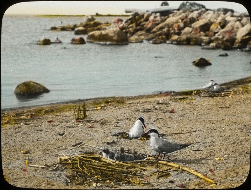 A Forster's Tern standing by a nest with four chicks on the shore of Leech Lake, Minnesota, July 26, 1926. Another Forster's Tern is brooding at a nest nearby. Slide originally titled "Forster's Tern at Nest with Young." The lantern slide is hand-colored. Rosene provides details on photograph.