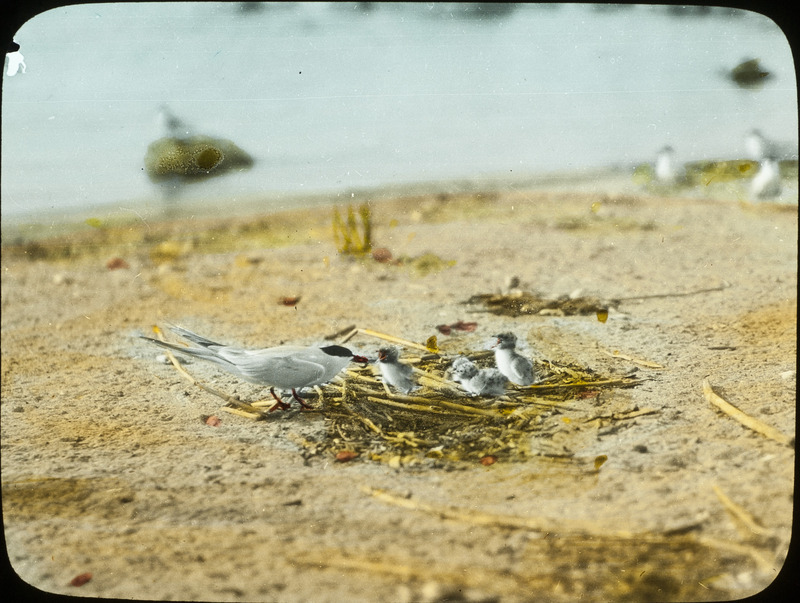 A Forster's Tern feeding a minnow to one of her four young by the nest on the shore of Leech Lake, Minnesota, July 26, 1926. Slide originally titled "Forster Tern at Nest with Young." The lantern slide is hand-colored. Rosene provides details on photograph.