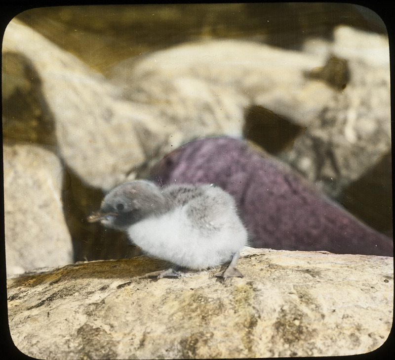 A young Forster's Tern perching on a rock at Leech Lake, Minnesota, July 25, 1926. Slide originally titled "Young Forster's Tern." The lantern slide is hand-colored.