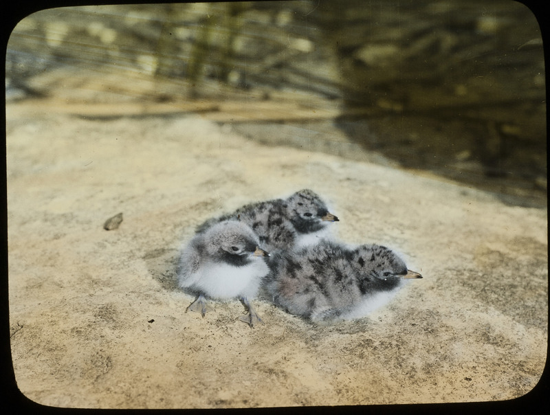 Three young Forster's Tern sitting in the sand on the shore of Leech Lake, Minnesota, July 25, 1926. Slide originally titled "Young Forster's Tern." The lantern slide is hand-colored. Rosene provides details on photograph.