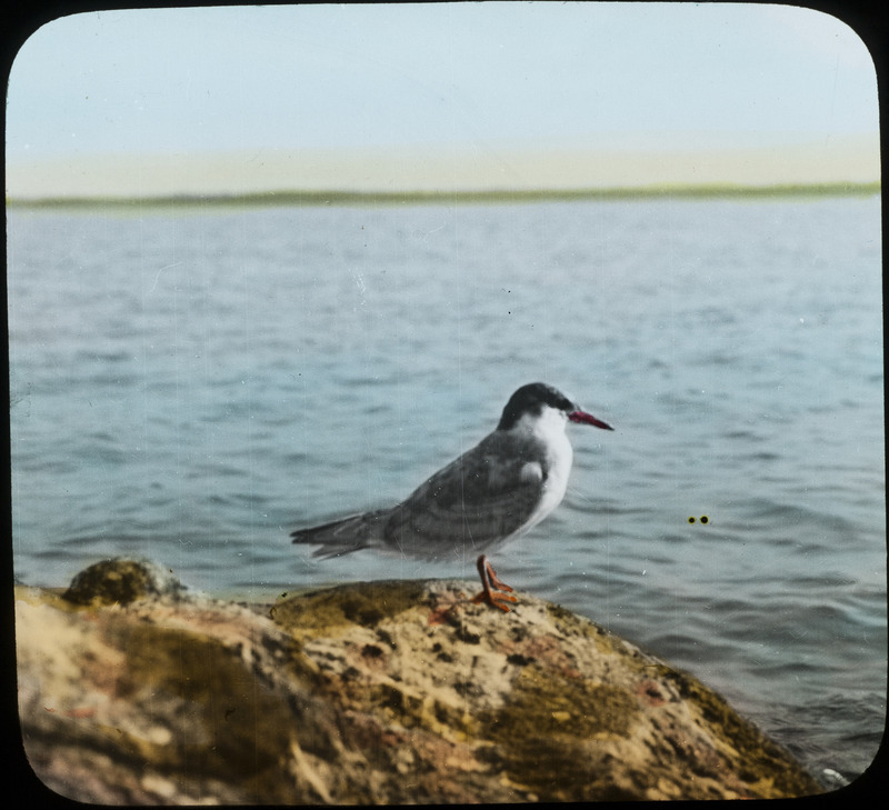 A young Forster's Tern perching on a rocky shore about ready to take to the air, near Pelican Island, Leech Lake, Minnesota, July 25, 1926. Slide originally titled "Immature Forster's Tern." The lantern slide is hand-colored. Rosene provides details on photograph.