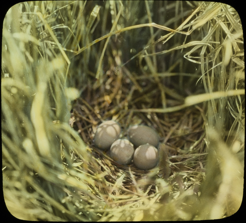 An American Bittern nest in water almost a foot in depth containing four eggs, located in Cherry County, Nebraska, June 5, 1930. Slide originally titled "Bittern on Nest." The lantern slide is hand-colored. Rosene provides details on photograph.