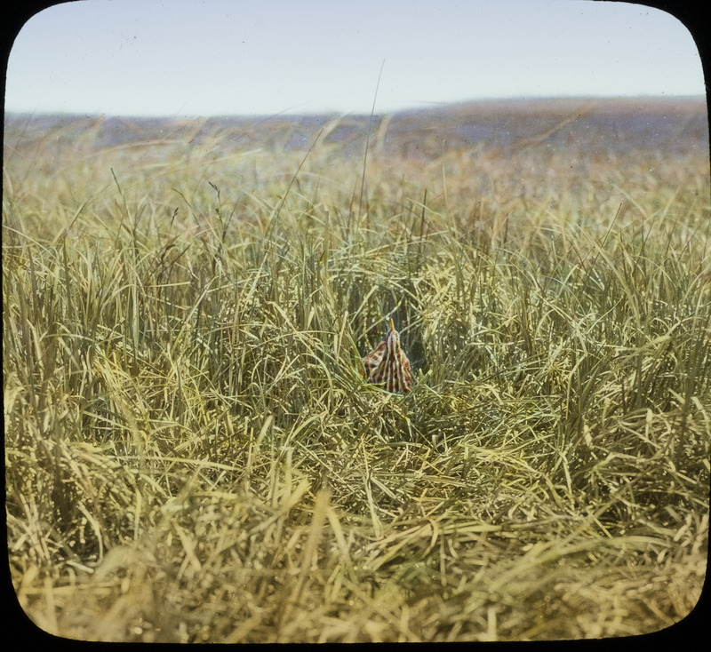 An American Bittern sitting on nest that contains four eggs with her bill pointed straight up, located in Cherry County, Nebraska, June 7, 1930. Slide originally titled "Bittern on Nest." The lantern slide is hand-colored. Rosene provides details on photograph.