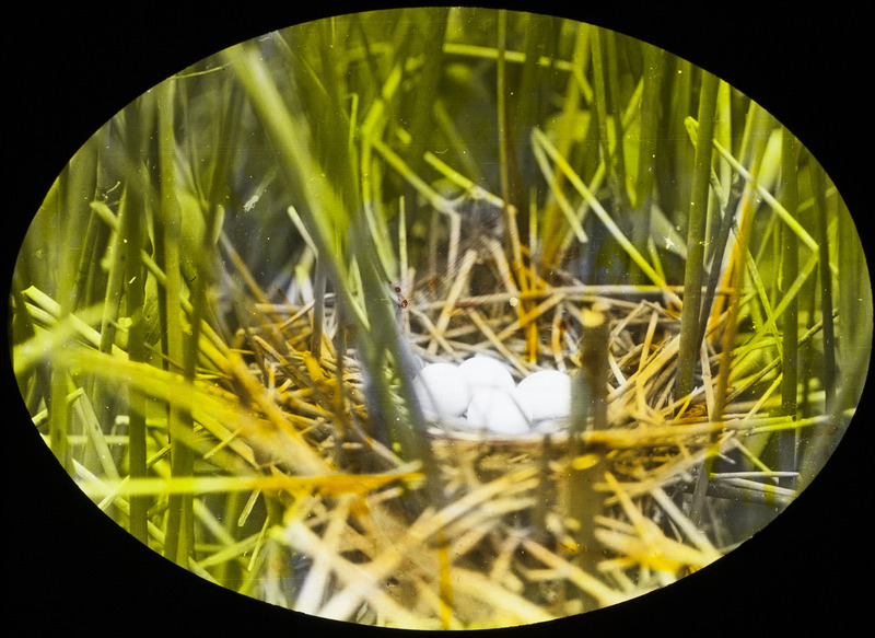 A Least Bittern nest containing four eggs, located at South Pond, June 17, 1927. Slide originally titled "Bittern Nest with Eggs." The lantern slide is hand-colored. Rosene provides details on photograph.