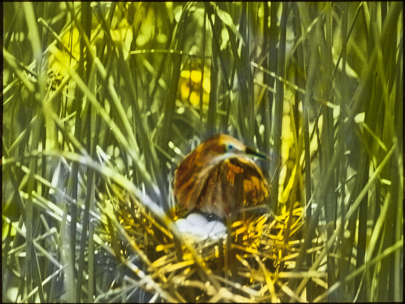 A Least Bittern preparing to cover the four eggs in her nest, located at South Pond, June 19, 1927. Slide originally titled "Bittern on Nest." The lantern slide is hand-colored. Rosene provides details on photograph.