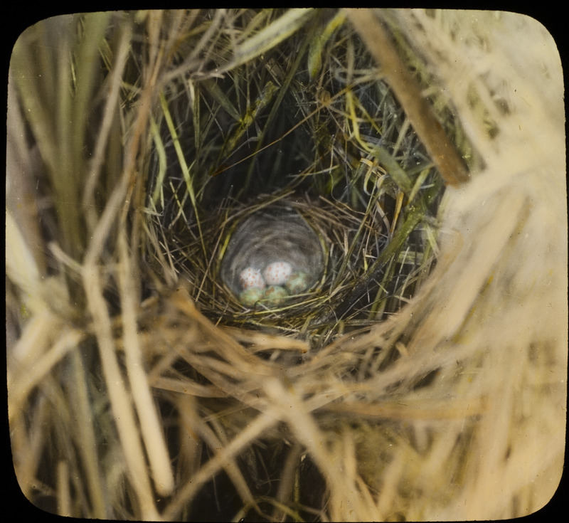 A Swamp Sparrow nest containing two Sparrow eggs and three Cowbird eggs, June 6, 1929. The nest was located at the Brady Ranch, Atkinson, Nebraska. Slide originally titled "Swamp Sparrow Nest with Cowbird Eggs." The lantern slide is hand colored. Rosene provides details on photograph.