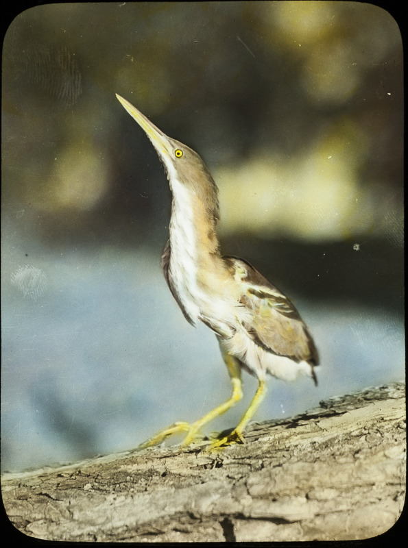 A Least Bittern perching on a tree trunk, June 25, 1931. Slide originally titled "Bittern." The lantern slide is hand-colored.