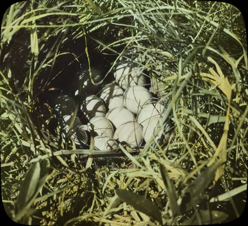 A Prairie Chicken nest, built amid tall grass, containing multiple eggs. Slide originally titled "Prairie Chicken Nest with Eggs." The lantern slide is hand-colored.