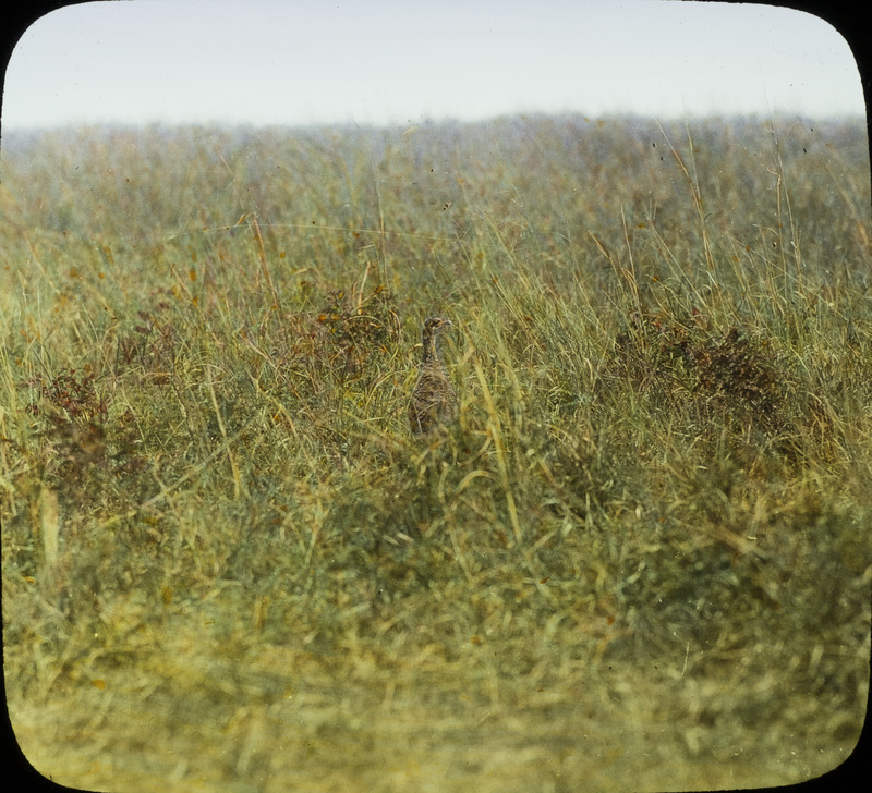 A mother Prairie Chicken leading her eleven chicks away in the tall grass located in Cherry County, Nebraska, June 4, 1930. Slide originally titled "Prairie Chicken." The lantern slide is hand-colored. Rosene provides details on photograph.