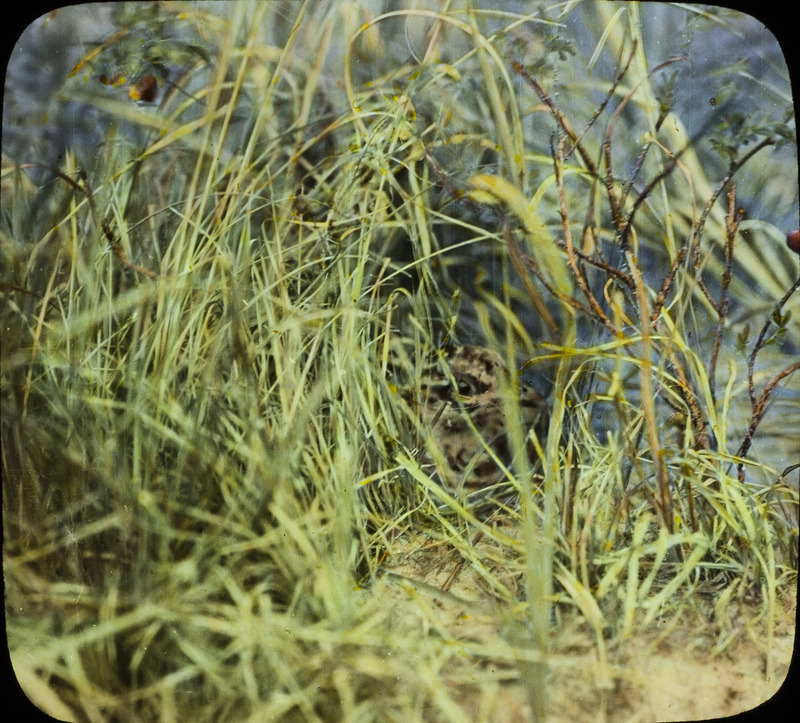 A Prairie Chicken sitting on a nest surrounded by tall grass. Slide originally titled "Prairie Chicken on nest." The lantern slide is hand-colored.