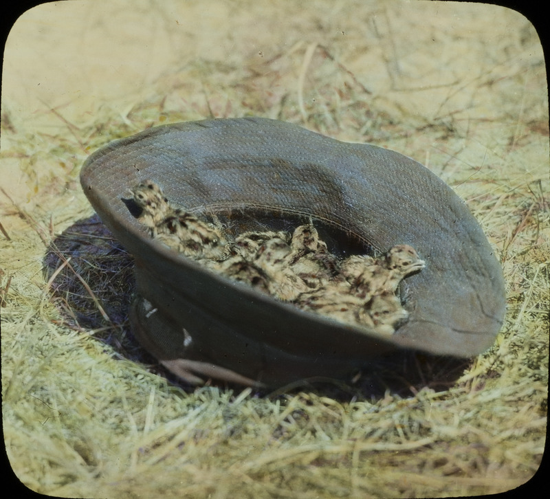 Several young Prairie Chickens sitting inside a turned over hat. Slide originally titled "Prairie Chickens in Hat." The lantern slide is hand-colored.