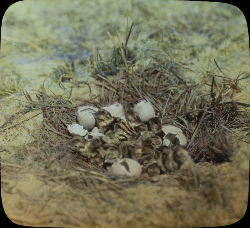 Several young Prairie Chickens sitting in a nest amid hatched egg shells. Slide originally titled "Prairie Chicken Chicks." The lantern slide is hand-colored.