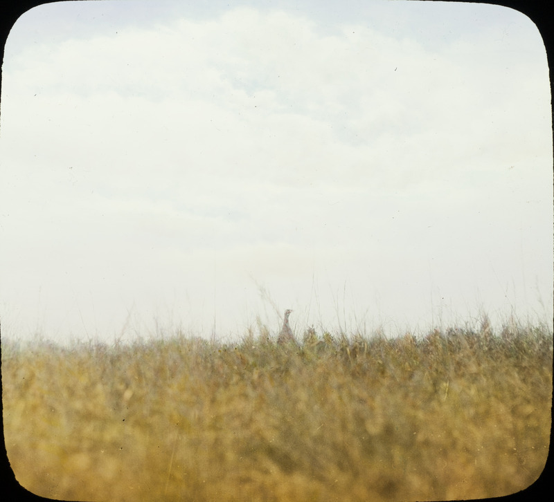 A Sharp-tailed Grouse standing in a field. Slide originally titled "Sharp-tailed Grouse in the Field." The lantern slide is hand-colored.