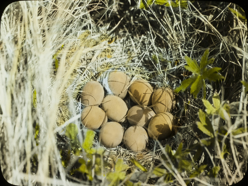 A Sharp-tailed Grouse nest containing ten eggs. Slide originally titled "Sharp-tailed Grouse Nest with Eggs." The lantern slide is hand-colored.