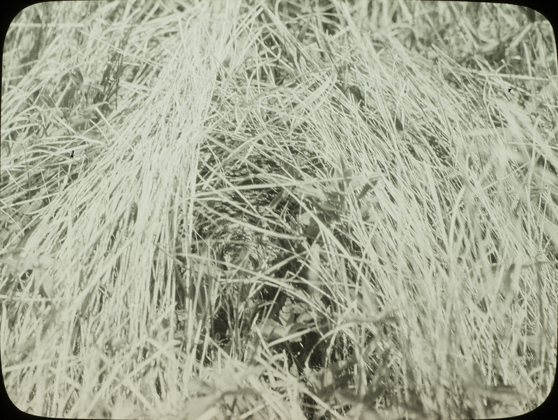 A Sharp-tailed Grouse nest surrounded by tall grass. Slide originally titled "Sharp-tailed Grouse Nest in Grass."