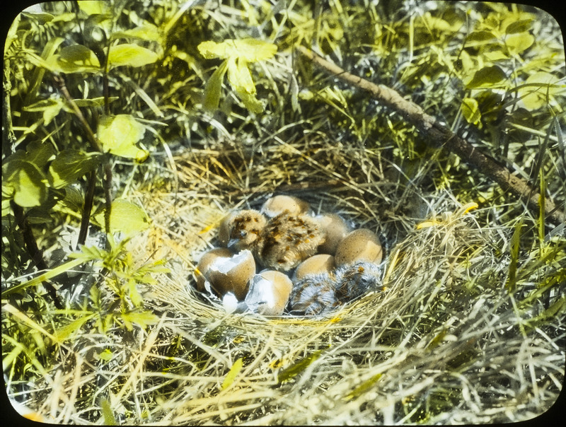 A Sharp-tailed Grouse nest on the ground with several eggs and two chicks that have just hatched, June 20, 1924. Slide originally titled "Sharp-tailed Grouse Eggs Hatching." The lantern slide is hand-colored. Rosene provides details on photograph. These items are related to Rosene's journal: https://n2t.net/ark:/87292/w9jd4pp05.