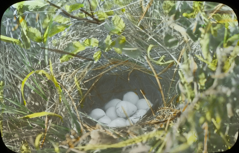 A Bobwhite Quail nest containing twelve eggs, located along the road in Gilroy Woods, September 6, 1925. Slide originally titled "Bobwhite Quail Nest." The lantern slide is hand-colored. Rosene provides details on photograph.