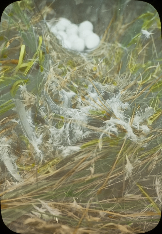 The remains of a mother Bobwhite Quail that was killed close to her nest, September 15, 1925. The eggs in the nest are undamaged. Slide originally titled "Bobwhite Quail nest Destroyed." The lantern slide is hand-colored. Rosene provides details on photograph.