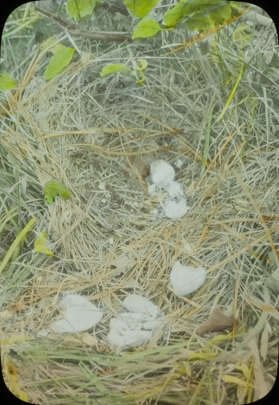 A Bobwhite Quail nest with the remains of twelve eggs that were hatched by the male bird, September 22, 1925. Slide originally titled "Bobwhite Quail Nest Destroyed." The lantern slide is hand-colored. Rosene provides details on photograph.