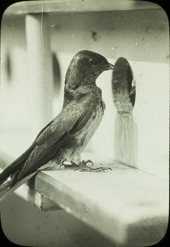 A Purple Martin perching on the ledge of a birdhouse, July 15, 1926. Slide originally titled "Purple Martin."