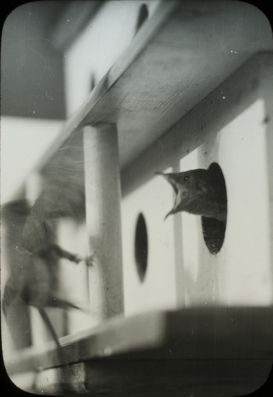 A young Purple Martin peeking out of an opening in a birdhouse, mouth wide open. Slide originally titled "Purple Martin."