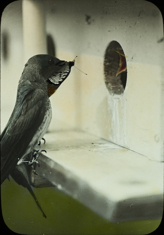 A female Purple Martin perching on the ledge of a birdhouse, about to feed her young a large butterfly, 1931. Slide originally titled "Purple Martin." The lantern slide is hand-colored. Rosene provides details on photograph.